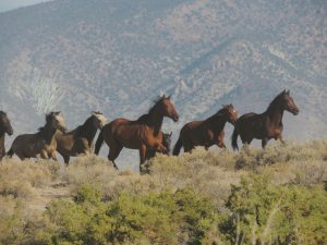 Do horses see colors or are they color-blind? Do horses see colors or are they color-blind?