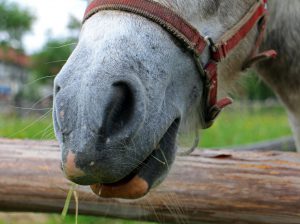 5 Tricks Horses Look Awesome Doing 5 Tricks Horses Look Awesome Doing
