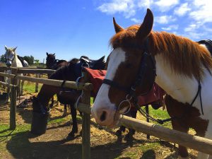Nervous about getting ready for your first horse show? Nervous about getting ready for your first horse show?