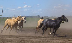 5 Fastest Horse Breeds 5 Fastest Horse Breeds